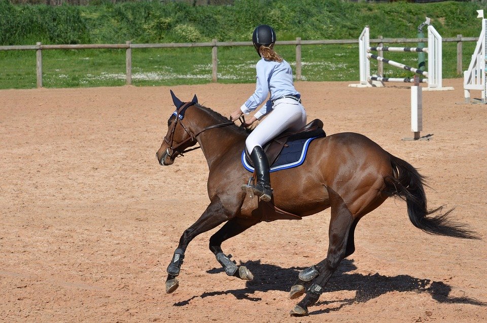 horse-806397_960_720[1].jpg